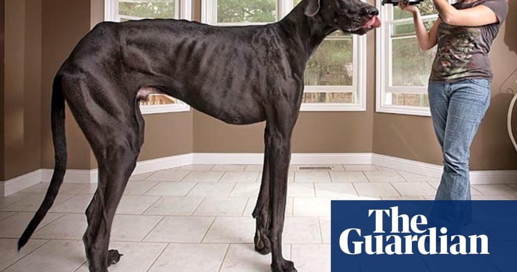 Worlds biggest dog