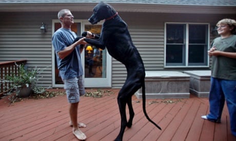 Pictures of the largest dog in the clearance world