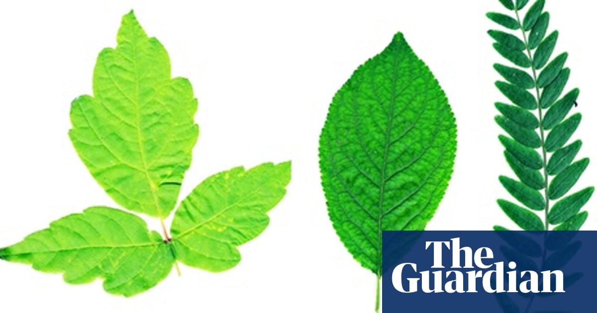 Weatherwatch Every Leaf Tells A Story Trees And Forests The Guardian Weatherwatch Every Leaf Tells A Story Trees And Forests The Guardian