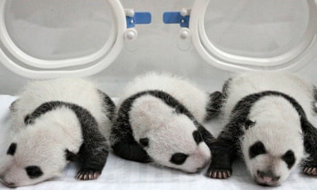 Newborn giant panda triplets 