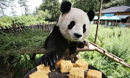 Panda yunnan safari park