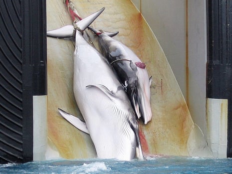 A mother whale and her calf being dragged on board a Japanese ship after being harpooned in Antarctic waters. The 88 countries of the International Whaling Commission (IWC) are meeting in Portoroz, Slovenia