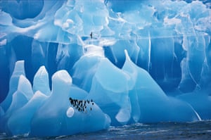 Chinstrap Penguins rest on a rare blue Iceberg. Antarctic Prion flies over. Antarctica
