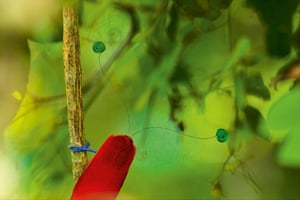 King Bird of Paradise (Cicinnurus regius) male. Detail of green central tail feathers, red body, and blue feet.