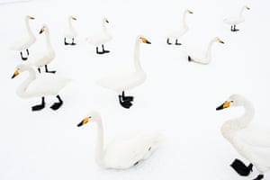 Whooper swan (Cygnus cygnus). Japan, Hokkaido. Whooper swan on a frozen lake. February 2010.