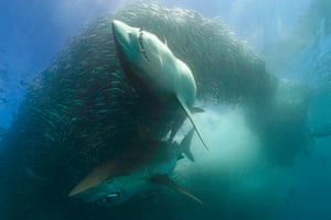 Copper sharks or bronze whalers, Carcharhinus brachyurusfeeding in baitball of sardines or pilchards, Sardinops sagax, along with bonito, Euthynnus affinis, releasing a cloud of fish scales and blood, the Wild Coast, Transkei, South Africa (Indian Ocean)