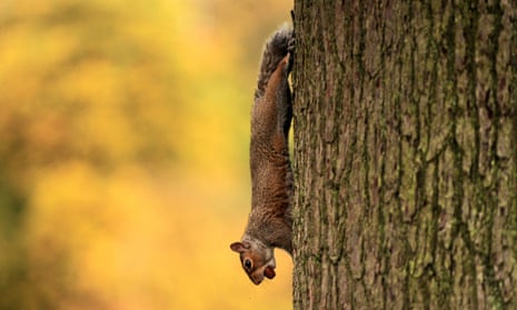 A squirrel carries an acorn down the trunk of a tree