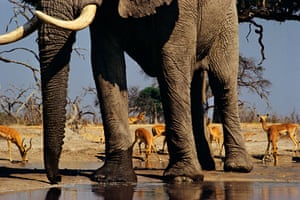 African elephant and impalas at waterhole, Loxodonta africana, Aepyceros melampus, by Frans Lanting