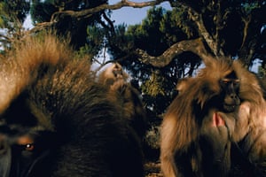 A group of bachelor male geladas, Theropithecus gelada, flash their eyelids at a family male that provokes them with aggressive postures, Simen Mountains National Park, Ethiopia, 2002.
