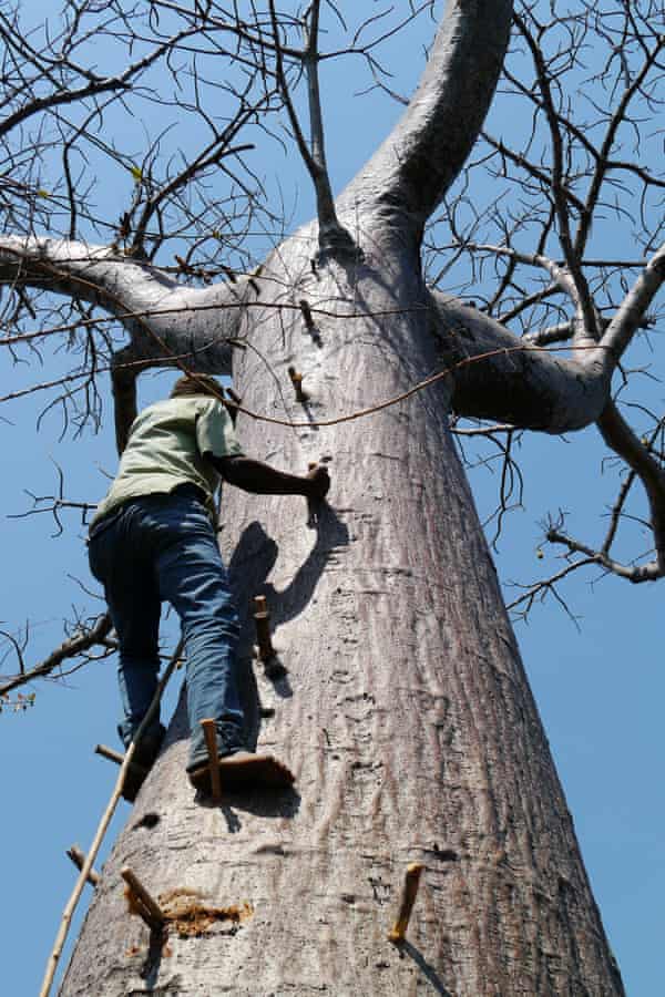 Scaling a baobab tree