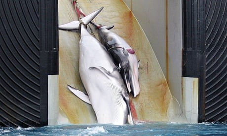 Japan's scientific whaling programme