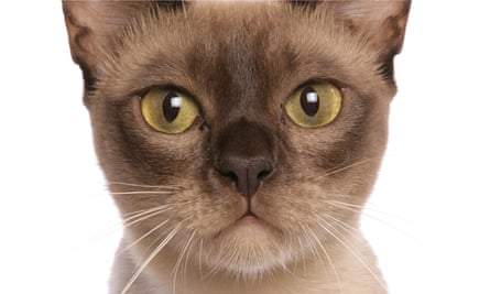 are you stressing out your cat how to