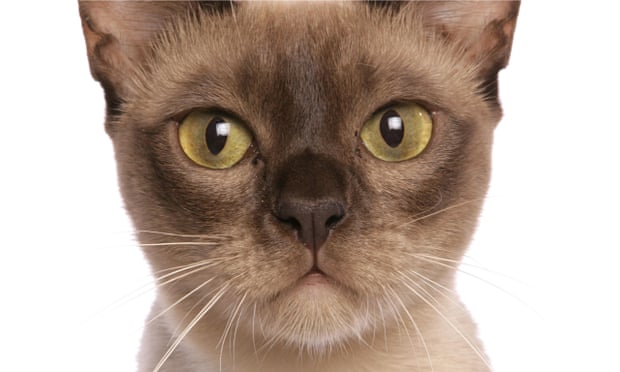 Are You Stressing Out Your Cat How To Spot The Signs Cats The Guardian Are You Stressing Out Your Cat How To Spot The Signs Cats The Guardian