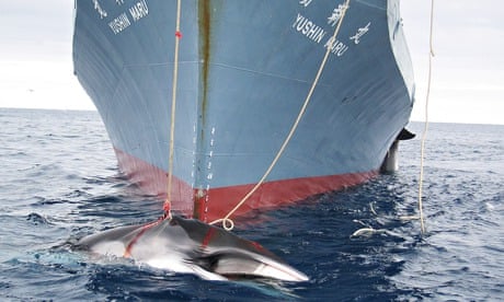 Whaling IWC summit