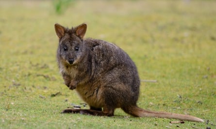 Pademelon Tasmania