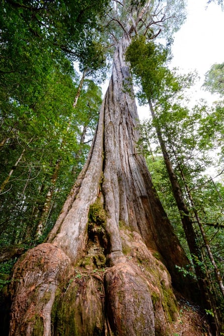 Tasmania forest