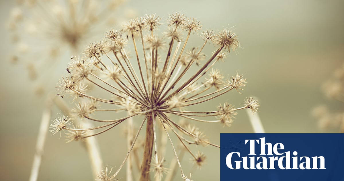 Gardens: collecting seeds | Dan Pearson | Life and style | The Guardian Gardens: collecting seeds | Dan Pearson | Life and style | The Guardian on Dan Pearson Garden
 id=54342