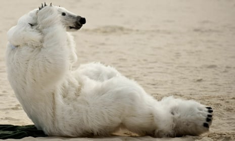polar bear beach pushups