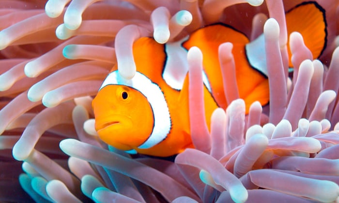 5 Animals With Their Habitat That Is The Coral Reef 4