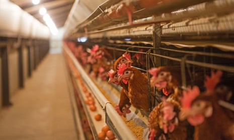 Here's What Farms Do To Hens Who Are Too Old To Lay Eggs