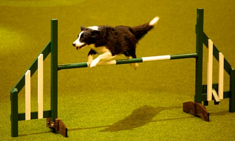 dog jumping a fence