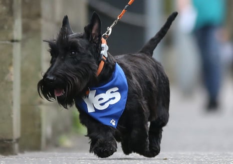 A dog wearing a pro-independence "Yes" bandana is walked on a street in Glasgow.