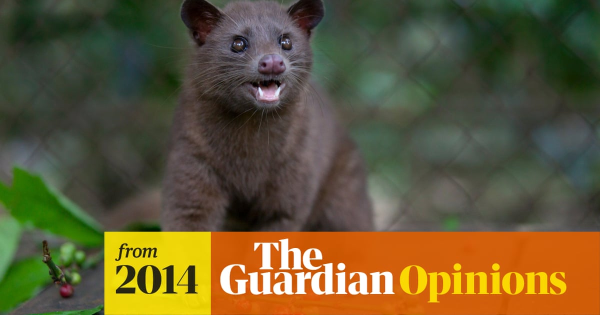 Civet Cat Coffee Can World S Most Expensive Brew Be Made