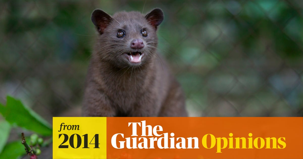 civet cat cigarettes What's Really in Your Cigarette? Civet cat coffee: can world's
