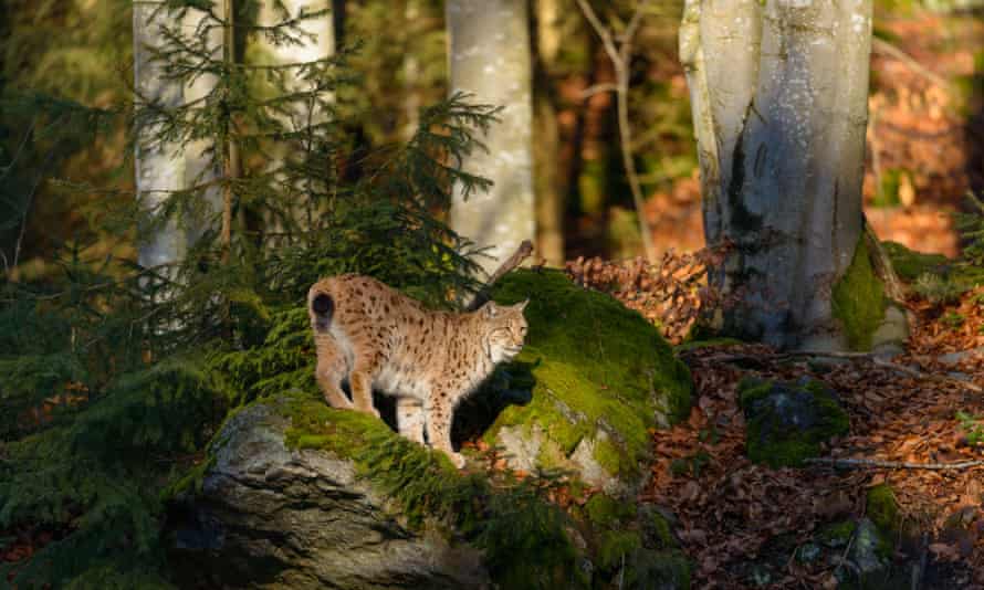 Eurasian lynx, in Bavarian forest , Germany, 2013.