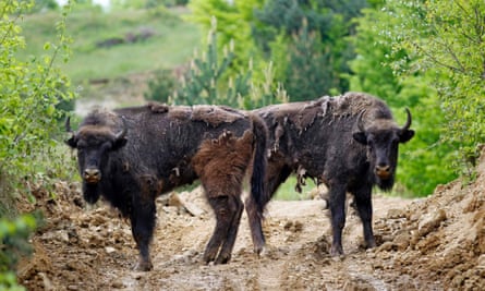 Two European bison (Bison bonasus) stand together after being relocated, at Armenis, Tarcu Mountains, southwestern Romania, May 17, 2014.