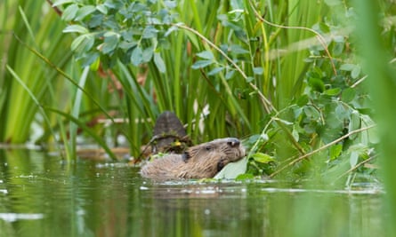 Trial reintroduction project of European beavers at Ham Fen Nature Reserve. Kent, UK,