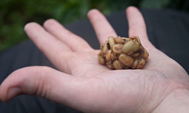 Kopi Luwak Coffee Kopi Luwak Coffee