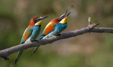 A pair of European Bee Eaters at National Trust Wydcombe, on the Isle Wight in August 2014.
