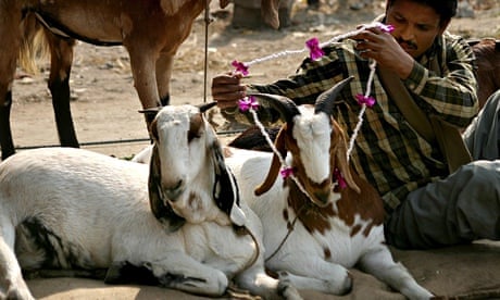 Goat vendor in India
