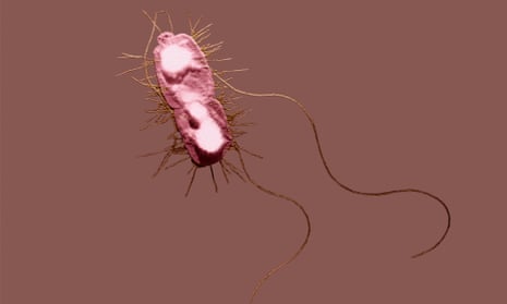 Bacteria ,Escherichia coli,, commonly referred to as E. coli. It is seen here with multiple flagella and fimbriae, E. coli can cause urinary tract infections, traveler's diarrhea, and nosocomial infections.
