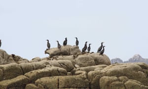 Cormorants on St Helens