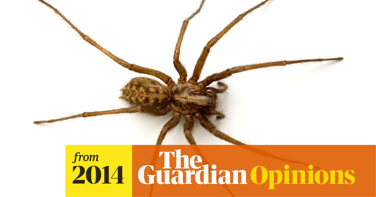 Spider season is upon us – and so are the scare stories | Jules Howard |  The Guardian