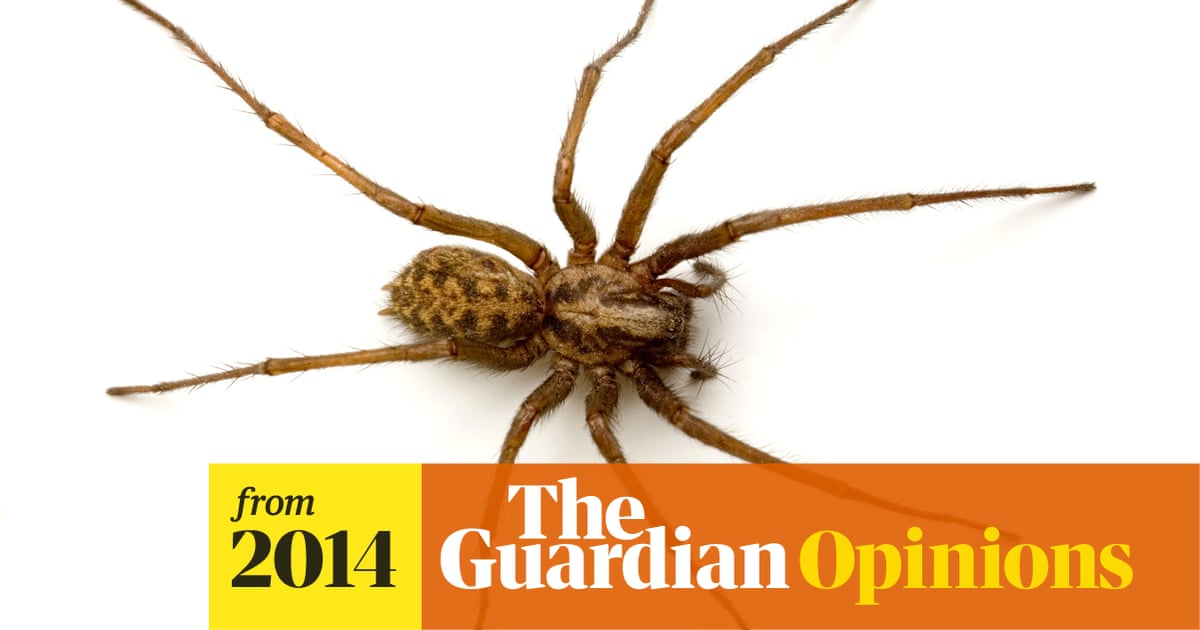 Spider season is upon us – and so are the scare stories | Jules Howard | The Guardian Spider season is upon us – and so are the scare stories | Jules Howard | The Guardian
