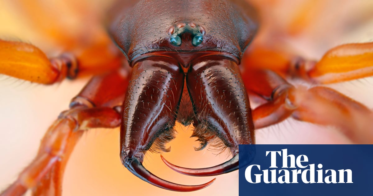 Hairy, scary and lethal: how dangerous are Britain's household spiders? |  Insects | The Guardian
