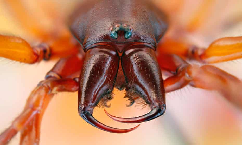 Head of a woodlouse spider