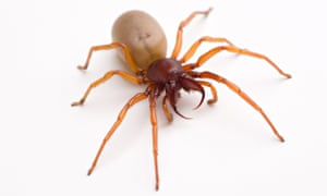 Woodlouse spider