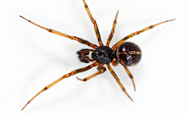 Hairy Scary And Lethal How Dangerous Are Britain S Household
