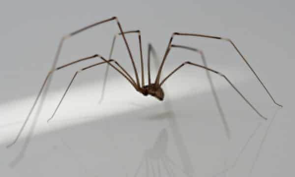 Hairy Scary And Lethal How Dangerous Are Britain S Household Spiders Environment The Guardian