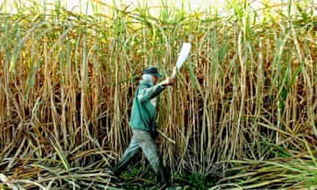 A worker cuts sugar cane