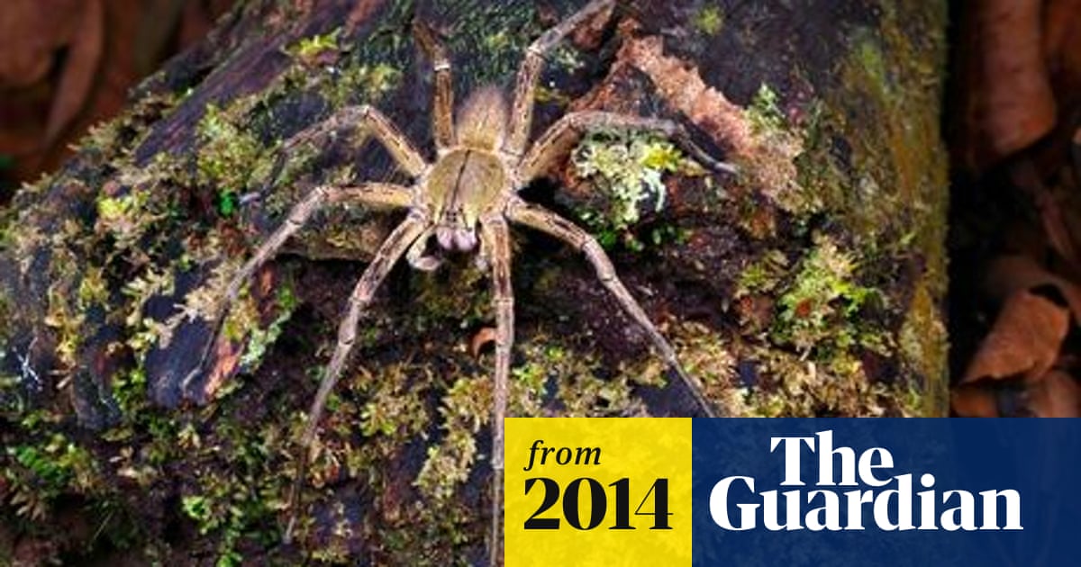 images Brazilian Wandering Spider Bites Woman essex woman finds eggs of world s most