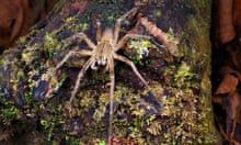 brazilian wandering spider vs huntsman