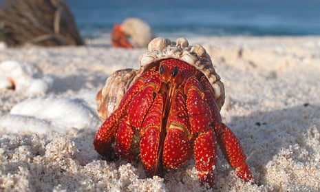 A hermit crab emerges from its shell at Howland Island National Wildlife Refuge in the Pacific Ocean