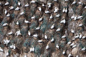 Gannets rest on a cliff after fishing, 2014, in Shetland, Scotland.   Hundreds of gannets crash into the sea in search of food   leaving a trail of air bubbles in their wake. Richard Shucksmith, 41, on the Shetland Isles, Scotland captured the remarkable scene as he took a boat to feed the large colony of seabirds that nested on the cliffs. The photographer has taken images of the gannets every summer for the last three years as the birds gather on the cliffs to breed.