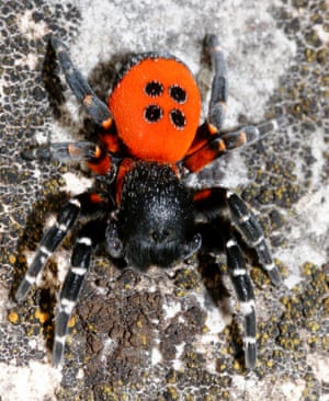 ladybird spider