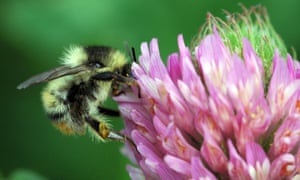shrill carder bee